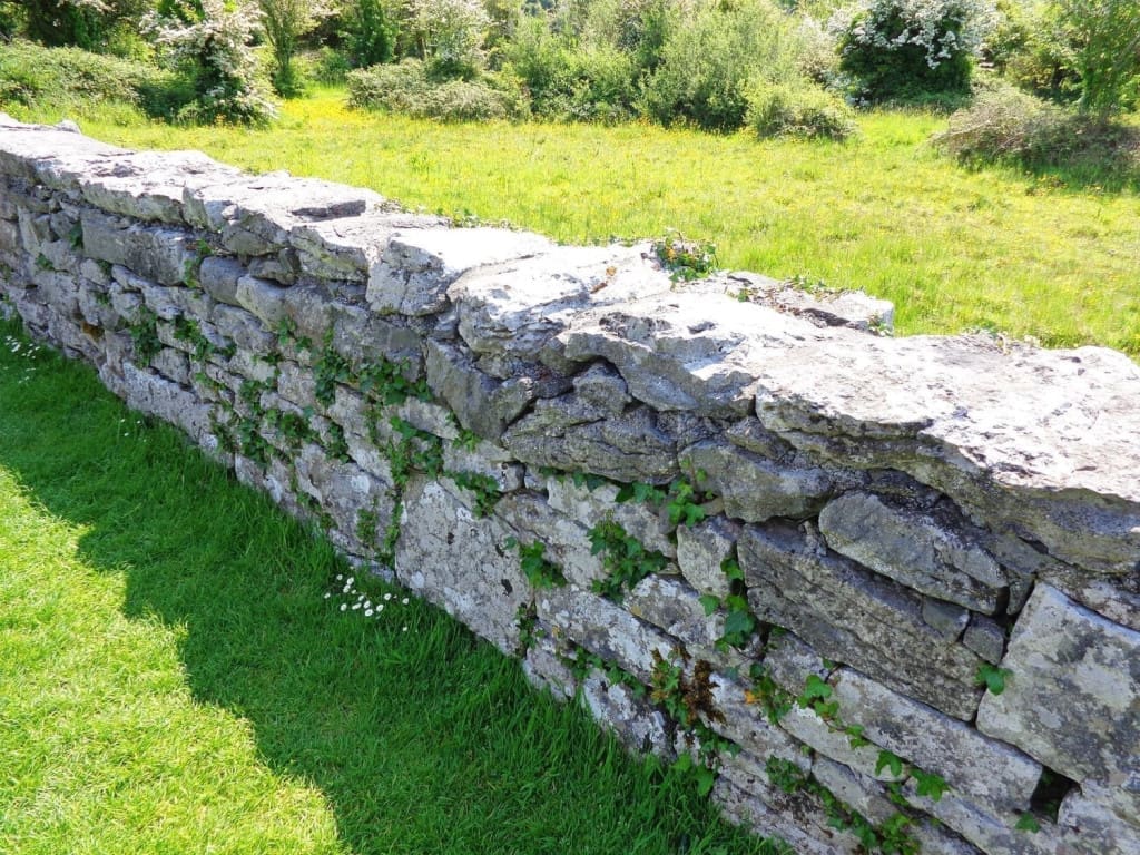 Honest Thoughts on Taking Paddywagon Tours from Dublin to the Cliffs of Moher 4 Ivy-covered stones in a low wall at Corcomroe Abbey, a 12th-century Cistercian abbey ruin, blending nature with centuries-old architecture, in County Clare, Ireland.