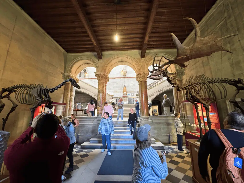 2-Day Dublin, Ireland Itinerary: Top Things to Do for First-Timers 10 Display of large-scale animal skeletons laid out in a Geological Museum exhibit at Trinity College Dublin in Ireland, showcased on a raised platform with informational plaques and academic context.
