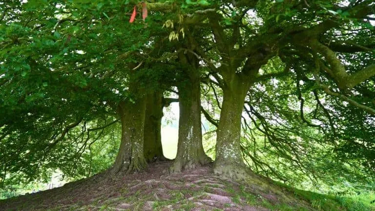 Guide to Visiting Tolkien's Talking Tree at the Avebury Stone Circle in Wiltshire, England 17 The famous beech trees located at the neolithic stone circle in Avebury, Wiltshire, England, United Kingdom, evoking imagery of Tolkien’s talking trees or Ents.