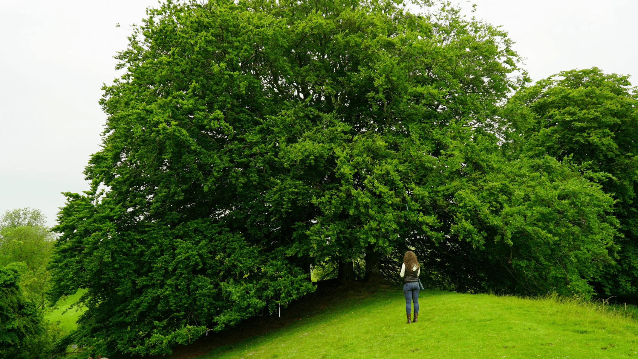 England 13 Woman standing in front of Tolkien’s Talking Tree at the Avebury Stone Circle in Wiltshire, England, United Kingdom, its massive twisted branches creating a whimsical, mythical appearance.