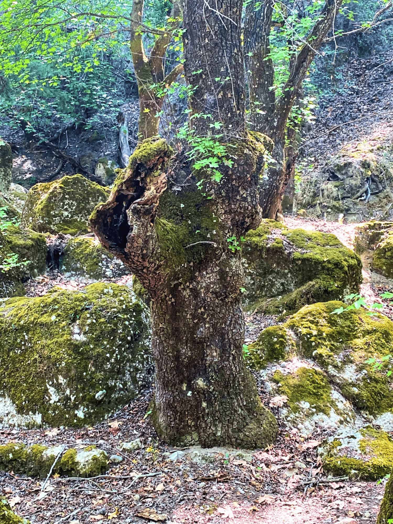 Travel Guide for Rhodes, Greece: Everything First-Time Visitors Need to Know 12 Tree with butterflies at the Valley of the Butterflies in Rhodes Greece