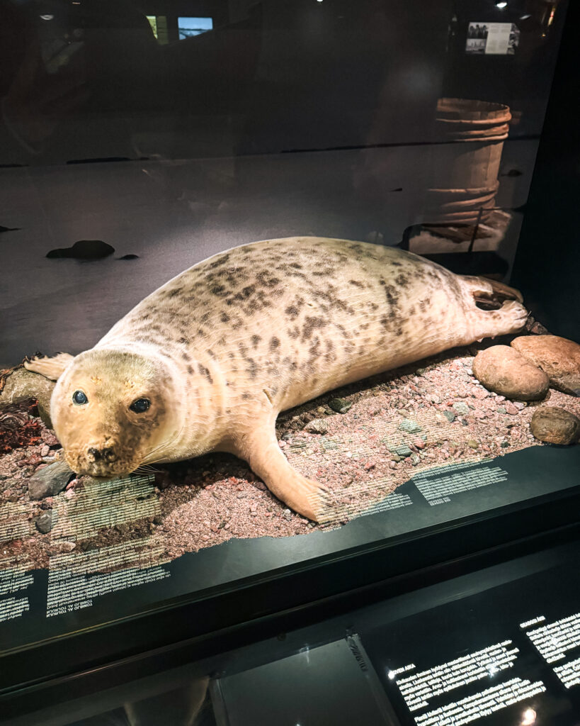 The Best Hotels in Rovaniemi, Finland: Comparing My Glass Igloo Stay with the City Center 11 Seal Exhibit at Arktikum Museum in Rovaniemi, Finland, showcasing wildlife in Arctic habitat.