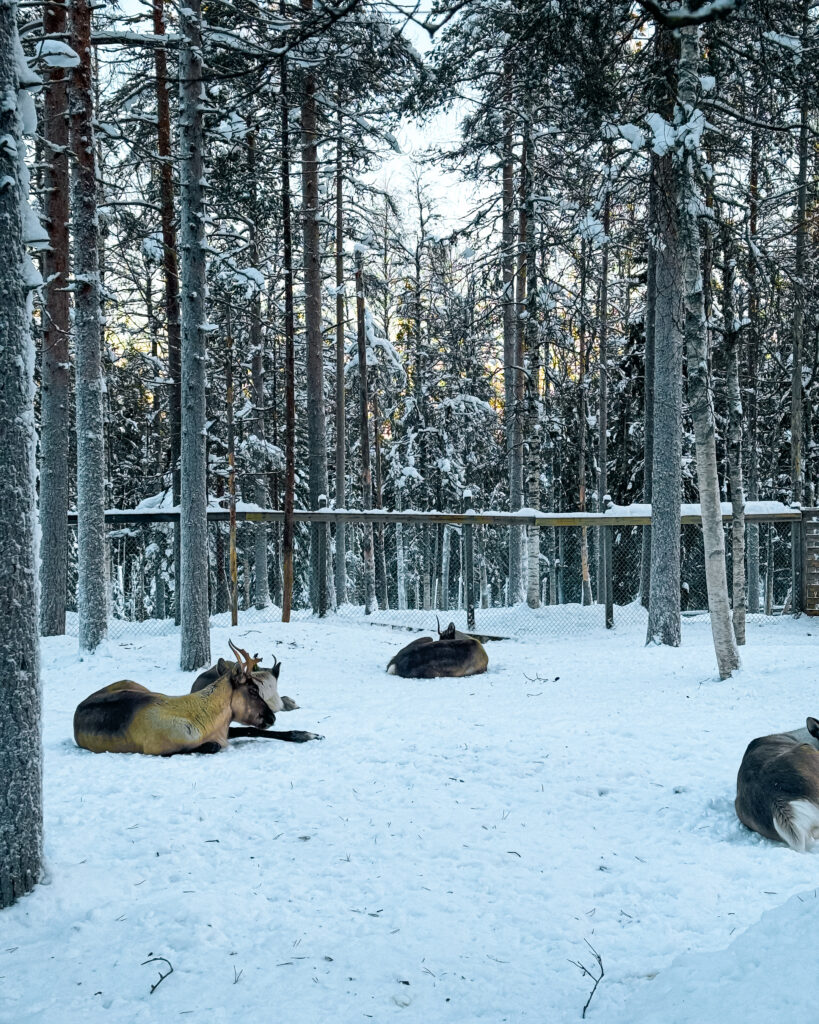 Is Rovaniemi, Finland, Worth Visiting? 19 Reasons You Should Visit in Winter 50 Arctic Wildlife Park in Finland showcases diverse animals in Ranua.