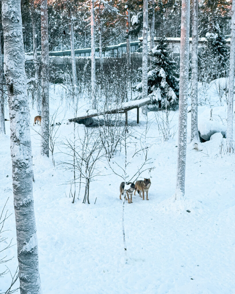 Is Rovaniemi, Finland, Worth Visiting? 19 Reasons You Should Visit in Winter 52 Arctic wolves at Ranua Wildlife Park, Finland, in a scenic natural setting.