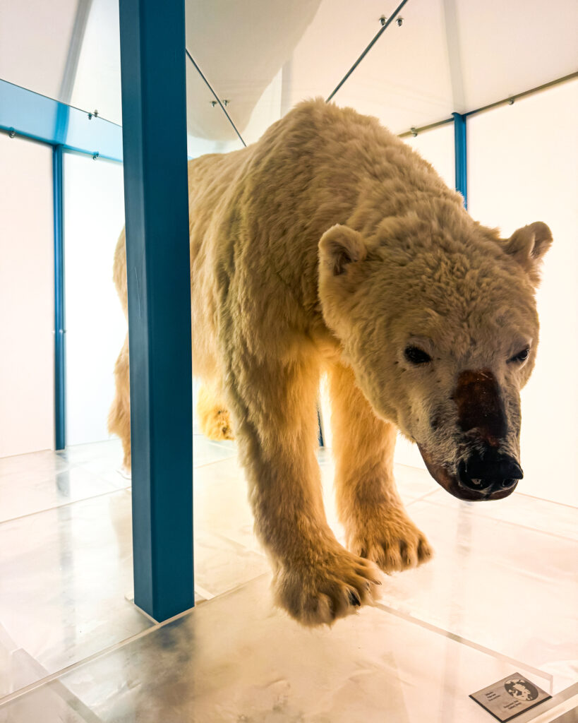 The Best Hotels in Rovaniemi, Finland: Comparing My Glass Igloo Stay with the City Center 12 Arktikum Museum polar bear exhibit in Rovaniemi, Finland.