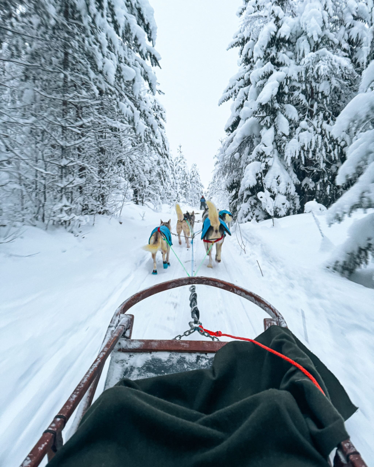 Back of a husky sled team as they race through a snowy forest trail near Rovaniemi, Finland, in winter, kicking up powder through the trees.