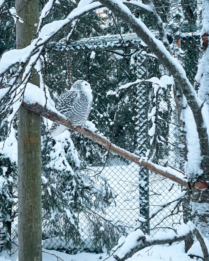 Is Rovaniemi, Finland, Worth Visiting? 19 Reasons You Should Visit in Winter 51 Majestic owl at Ranuas Arctic Wildlife Park, in Finland.