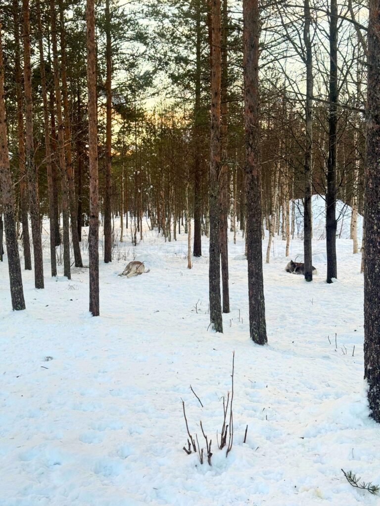 The Best Hotels in Rovaniemi, Finland: Comparing My Glass Igloo Stay with the City Center 53 Reindeers rest in snowy forest landscape at Arctic SnowHotel.