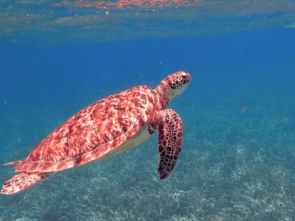 Hol Chan Marine Reserve in Belize: My Experience Snorkeling off Ambergris Caye 4 Green sea turtle with a reddish-brown mottled shell swimming near the surface of crystal clear blue Caribbean water off Ambergris Caye, Belize. The turtle faces right with flippers extended mid-stroke. A bed of seagrass is visible on the sandy ocean floor below in the shallow reef waters.
